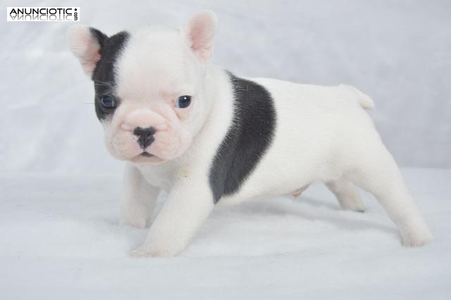 Regalo cachorros Bulldog frances saludables para su aprobación.