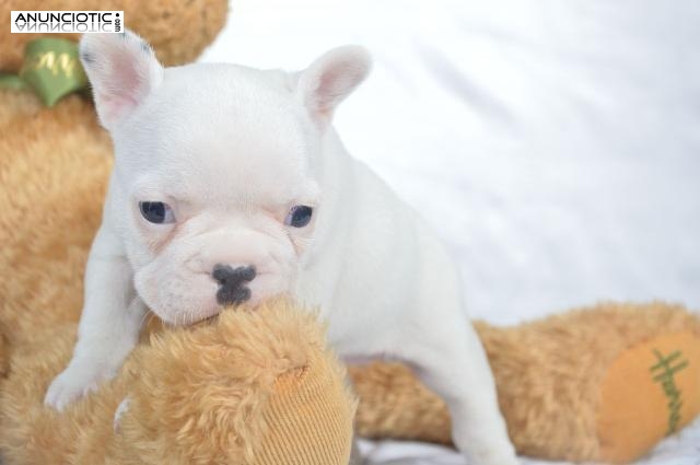 Regalo cachorros Bulldog frances saludables para su aprobación.