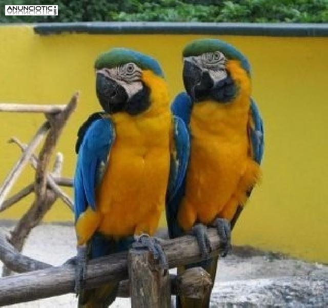 Guacamayo loros para su aprobación. son mano criados hablando y muy juguet