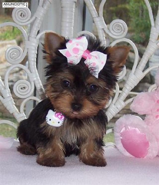 Regalo Yorkshire Terrier (Mini toy)