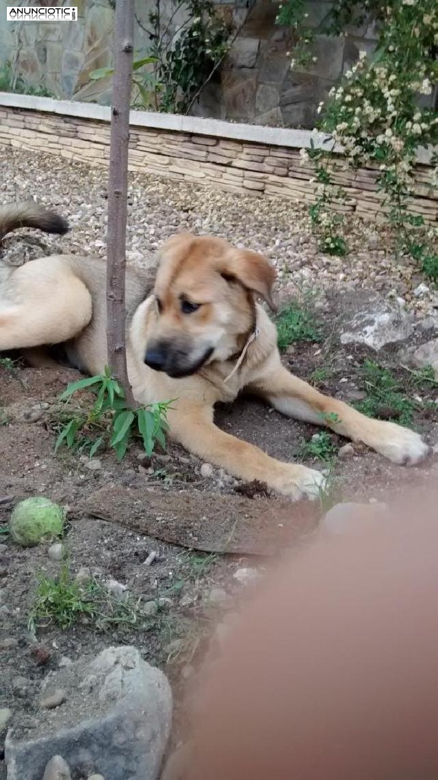 cuidadora y canguro de perros, gatos y otros animales