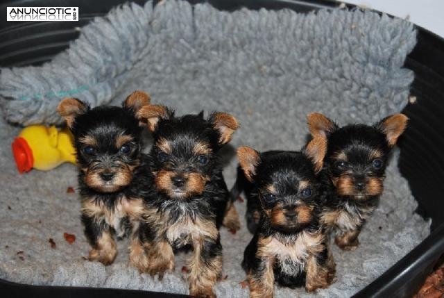 Regalo cachorritos de Yorkshire machos y hembra