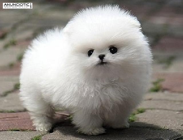 Regalo Cachorros de Pomerania