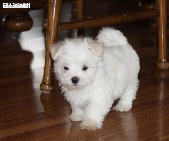 Cachorros Bichon maltes para su adopcion libre