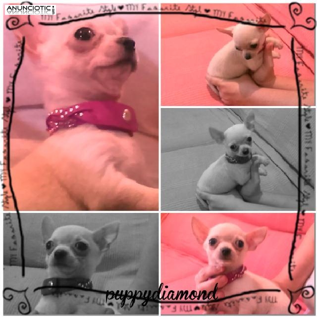 Puppydiamond chihuahuas exclusivos