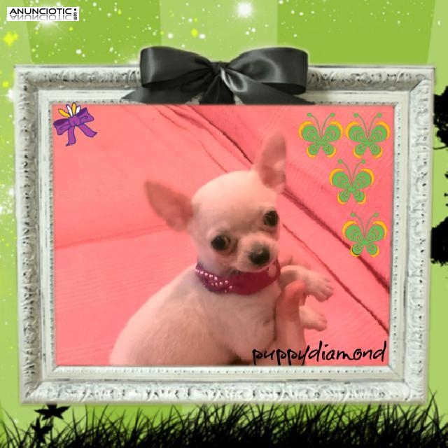 Puppydiamond chihuahuas exclusivos