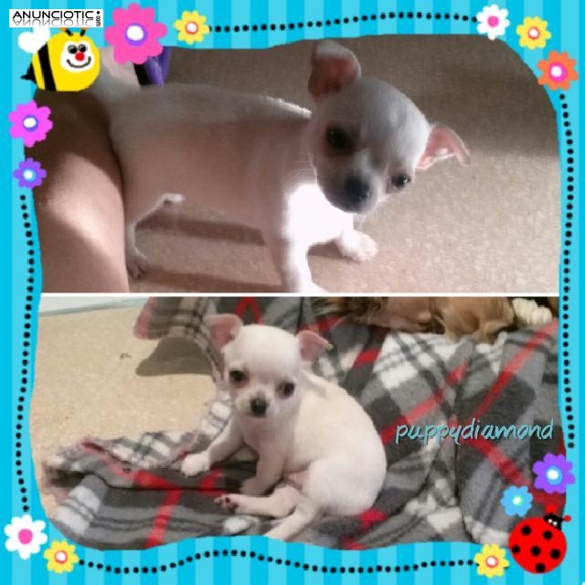 Puppydiamond chihuahuas exclusivos