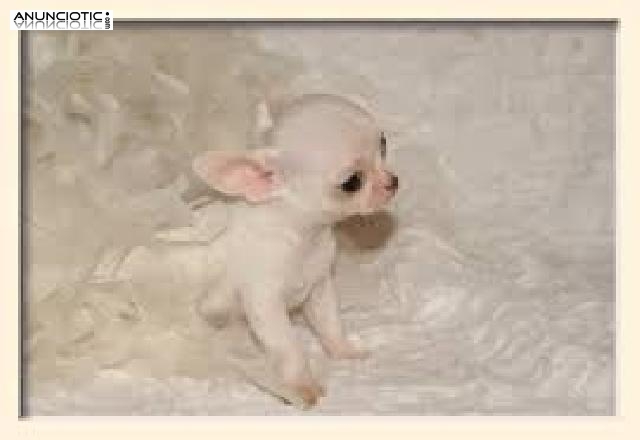 Puppydiamond chihuahuas miniatura