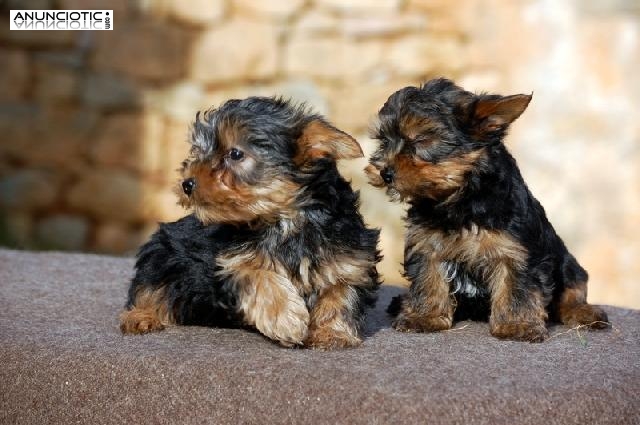 Regalo Cachorros de Yorkshire Terrier