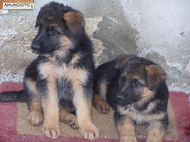 Regalo cachorros de pastor alemán para su aprobación