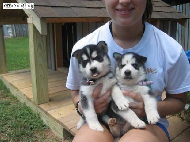 macho lindo y cachorros husky hembras para la adopción 