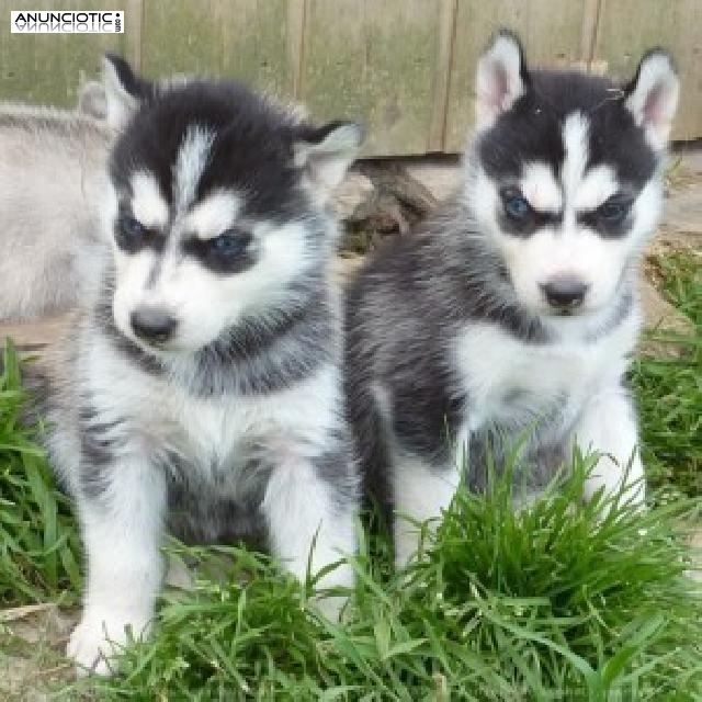 macho lindo y cachorros husky hembras para la adopción 