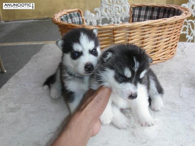 macho lindo y cachorros husky hembras para la adopción 