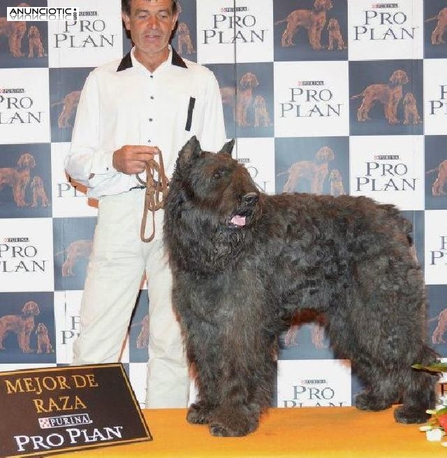 Cachorros de Bouvier de Flandes