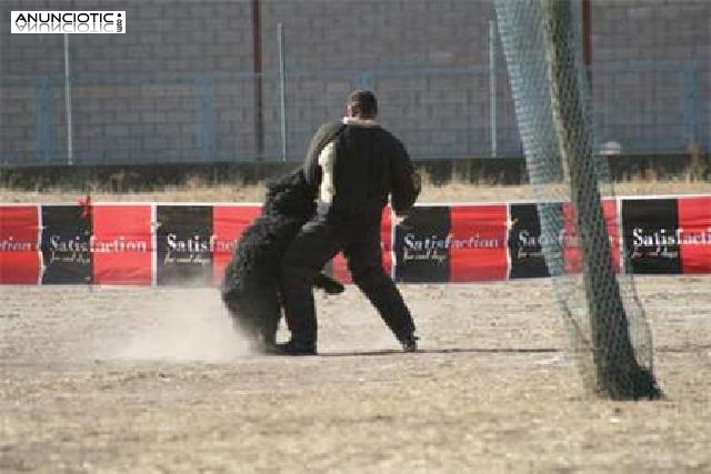 Cachorros de Bouvier de Flandes