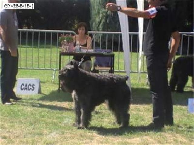 Cachorros de Bouvier de Flandes