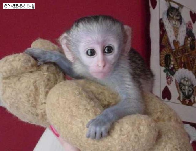   Lindo y adorable bebé monos capuchinos para la adopción