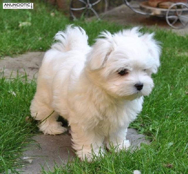 Cachorros Bichon maltes para su adopcion libre