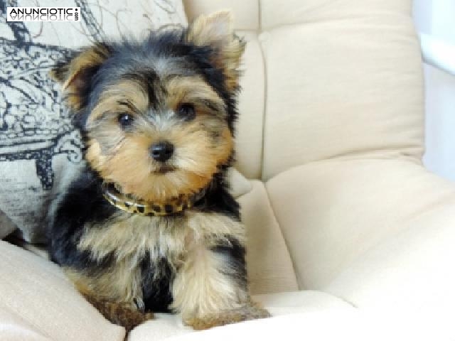 Lindo Yorkshire Terrier Cachorros, Regalo