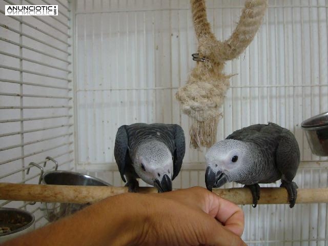 Masculino y Femenino Loros del gris africano para la venta. (Loro Yaco De C