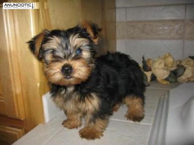 Regalo Cachorros de Yorkshire terrier