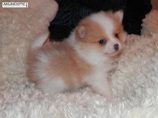 Hermosa y pequeña pomerania disponible en adopcion