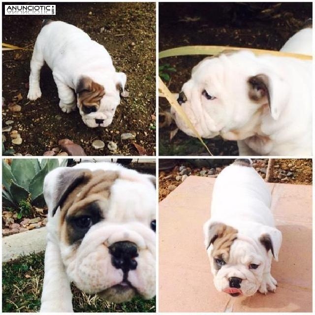 precioso macho de bulldog ingles en adopcion