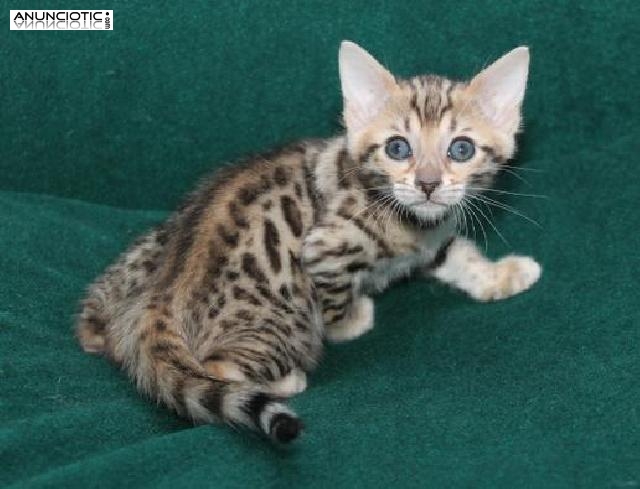 Regalo Exóticos Gatitos de Bengali Leopardo 