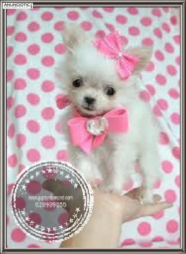 Chihuahuas exclusivos puppydiamond