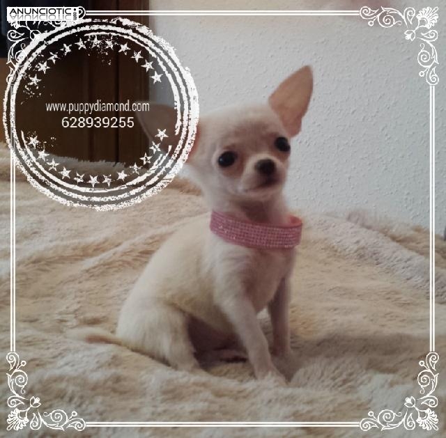 Chihuahuas exclusivos puppydiamond