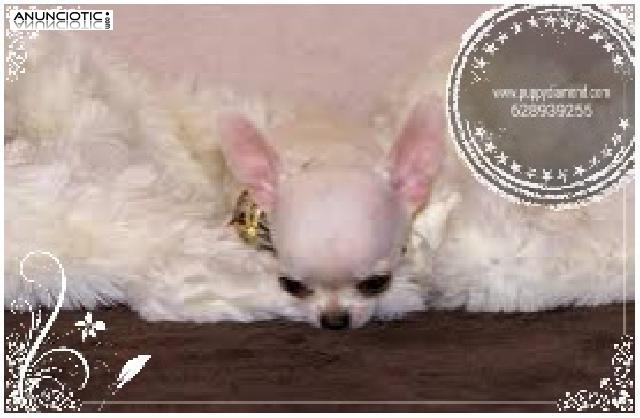 Chihuahuas exclusivos puppydiamond