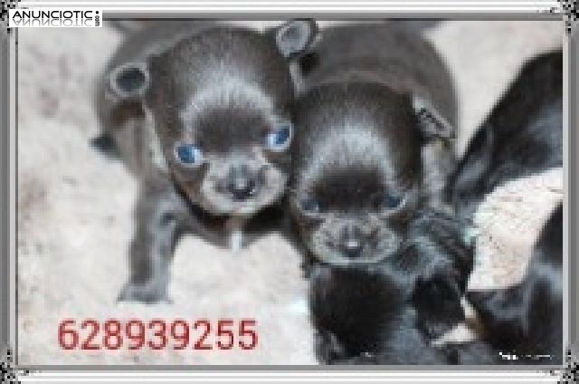 Puppydiamond venta exclusiva de chihuahuas