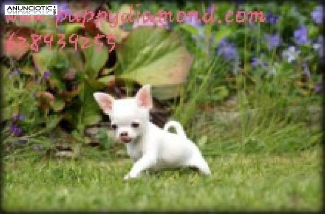 Chihuahuas nacionales puppydiamond