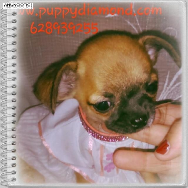 Chihuahuas nacionales puppydiamond