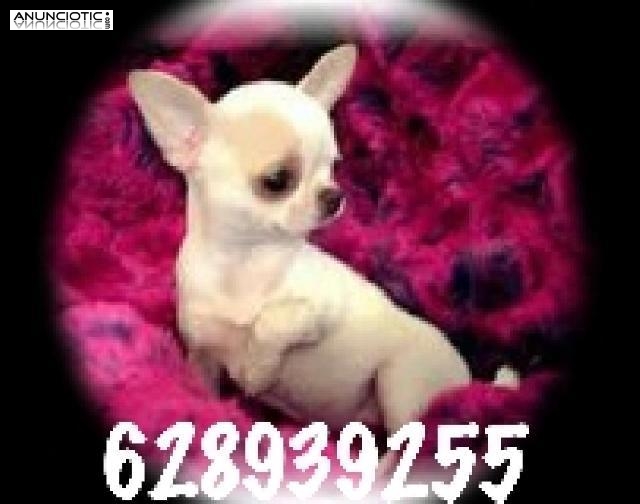 Chihuahuas nacionales puppydiamond