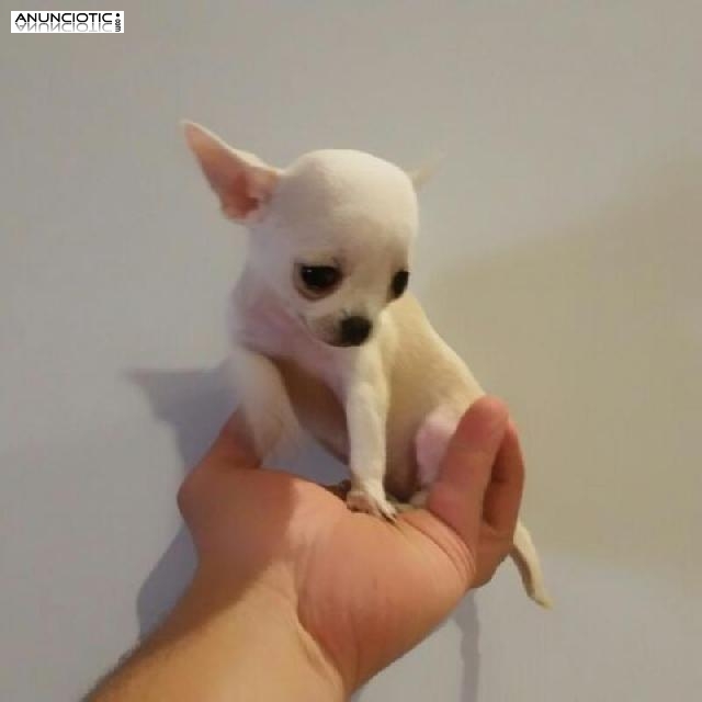 Puppydiamond chihuahuas exclusivos en miniatura
