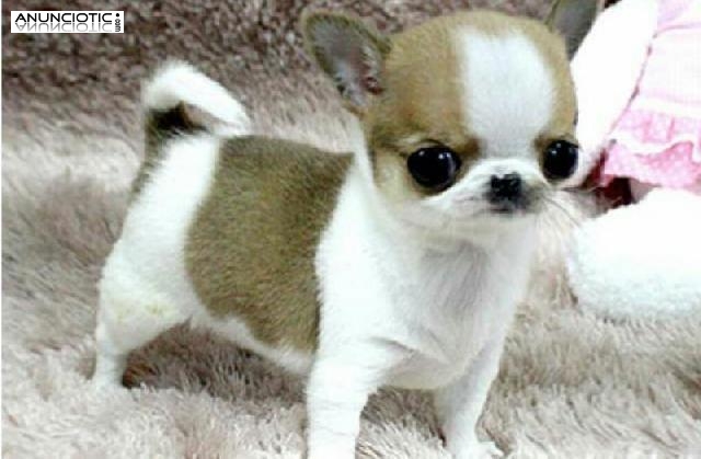 Puppydiamond chihuahuas exclusivos en miniatura