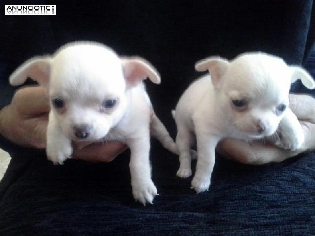 Puppydiamond chihuahuas exclusivos en miniatura