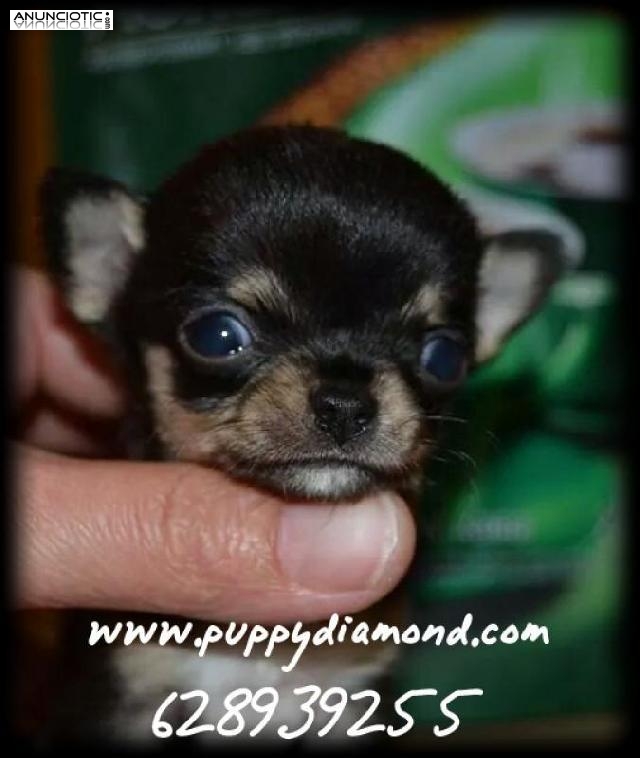 Chihuahuas miniatura exclusive puppydiamond