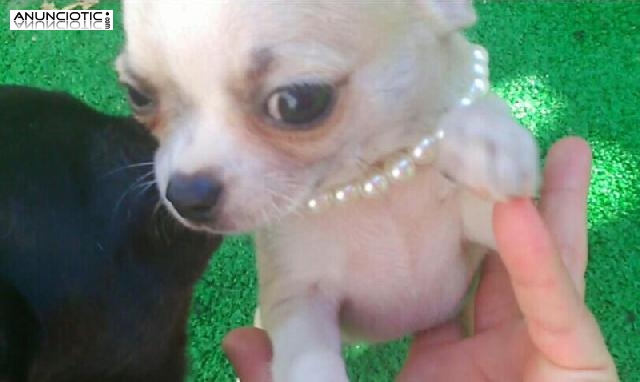 Cachorritos chihuahua muy exclusivos