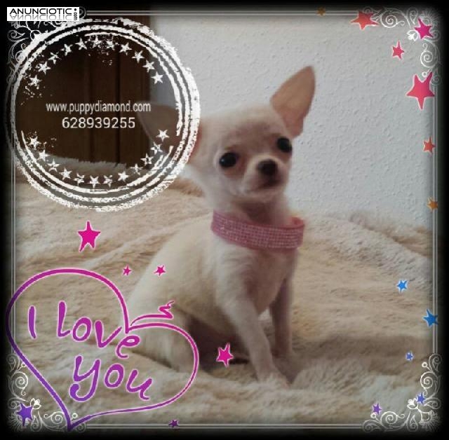 Perfectos cachorros chihuahua puppydiamond