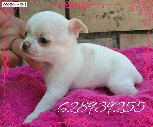 Adorables chihuahuas puppydiamond