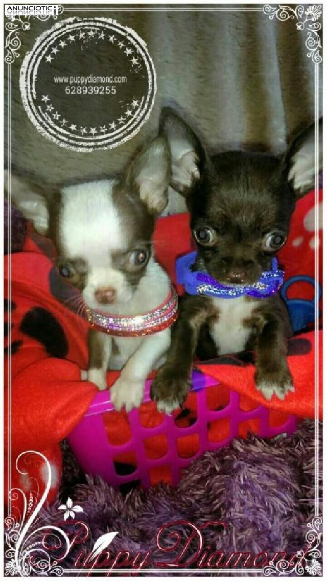 Adorables chihuahuas puppydiamond