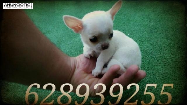 Preciosos cachorros a la venta 