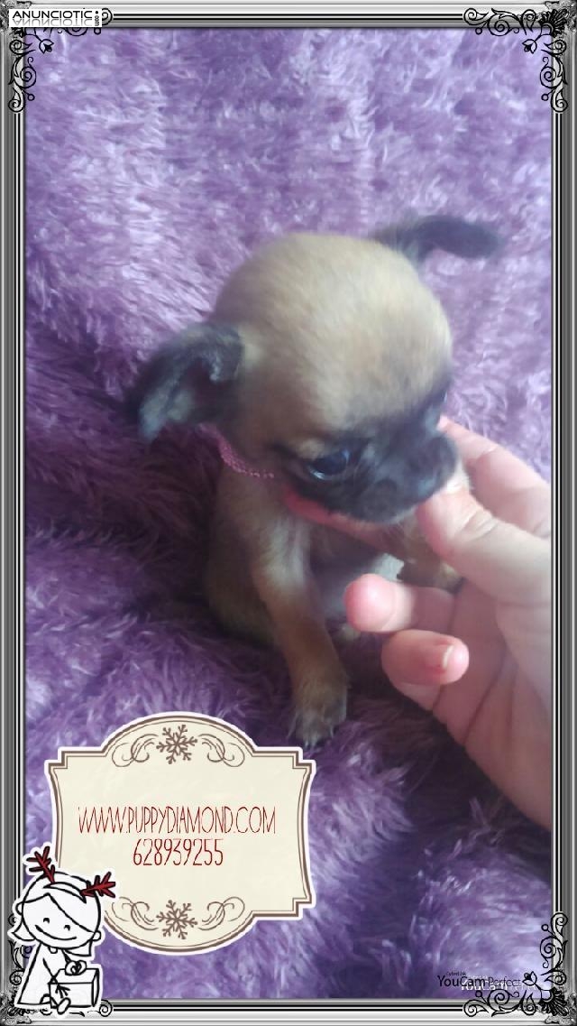 Puppydiamond venta exclusiva de chihuahuas