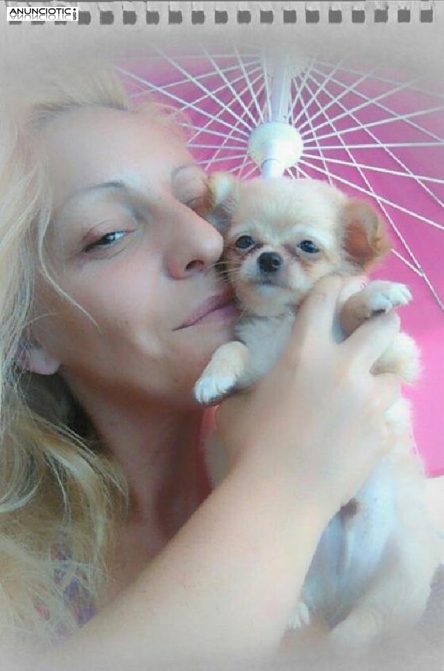 Chihuahuas de pelo largo /corto puppydiamond