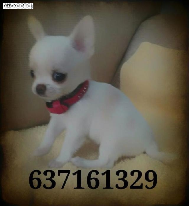 Chihuahuas de lineas rusas puppydiamond