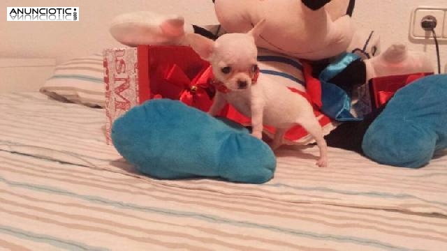 Mascotas exclusivas para tí