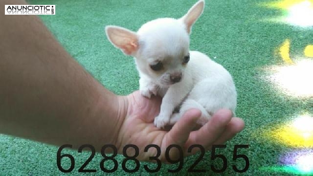 Chihuahuas miniatura puppydiamond