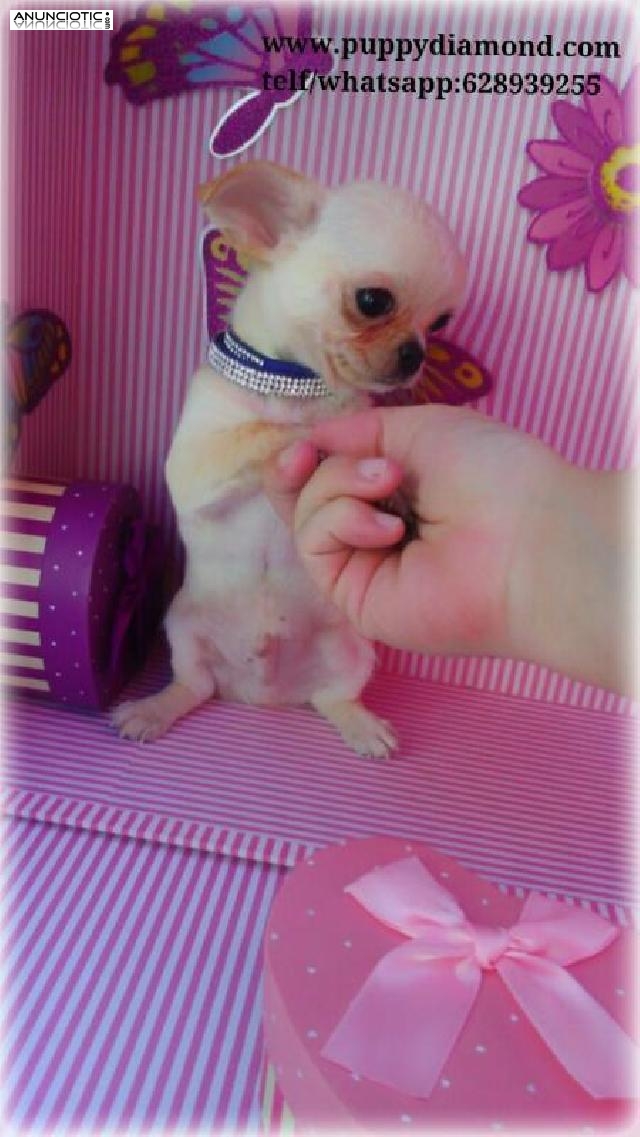 Chihuahuas exclusive pocket